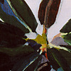 rhododendronknospe